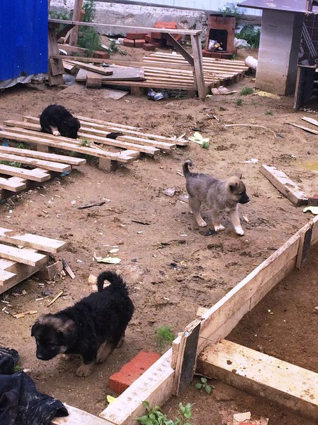 Саранские волонтеры бьют тревогу: бездомным собакам грозит смерть