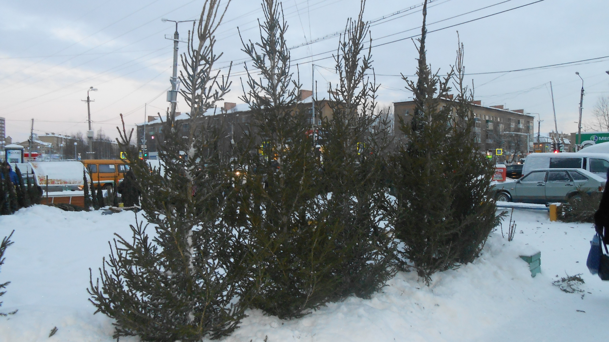 Жителей Мордовии будут наказывать за «незаконные» елки