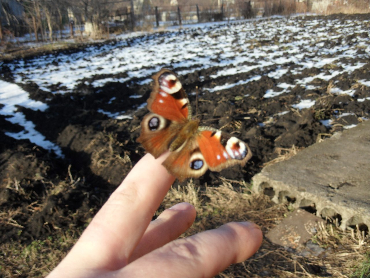 «Весна» в Саранске: в городе появились бабочки