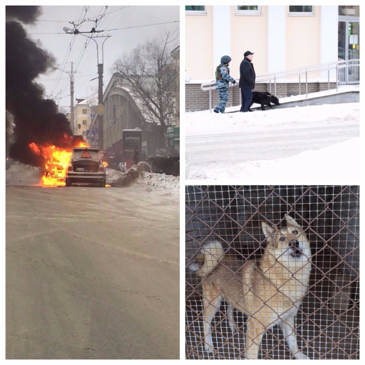 Мордовия за день: Открытие приюта для животных, заминированный банк и загоревшаяся иномарка