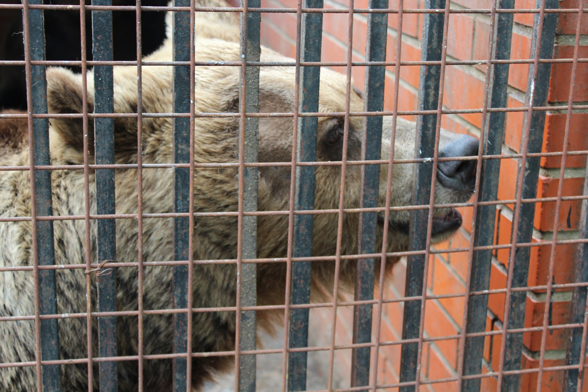 В саранском зоопарке пополнение: бурая медведица родила троих медвежат 