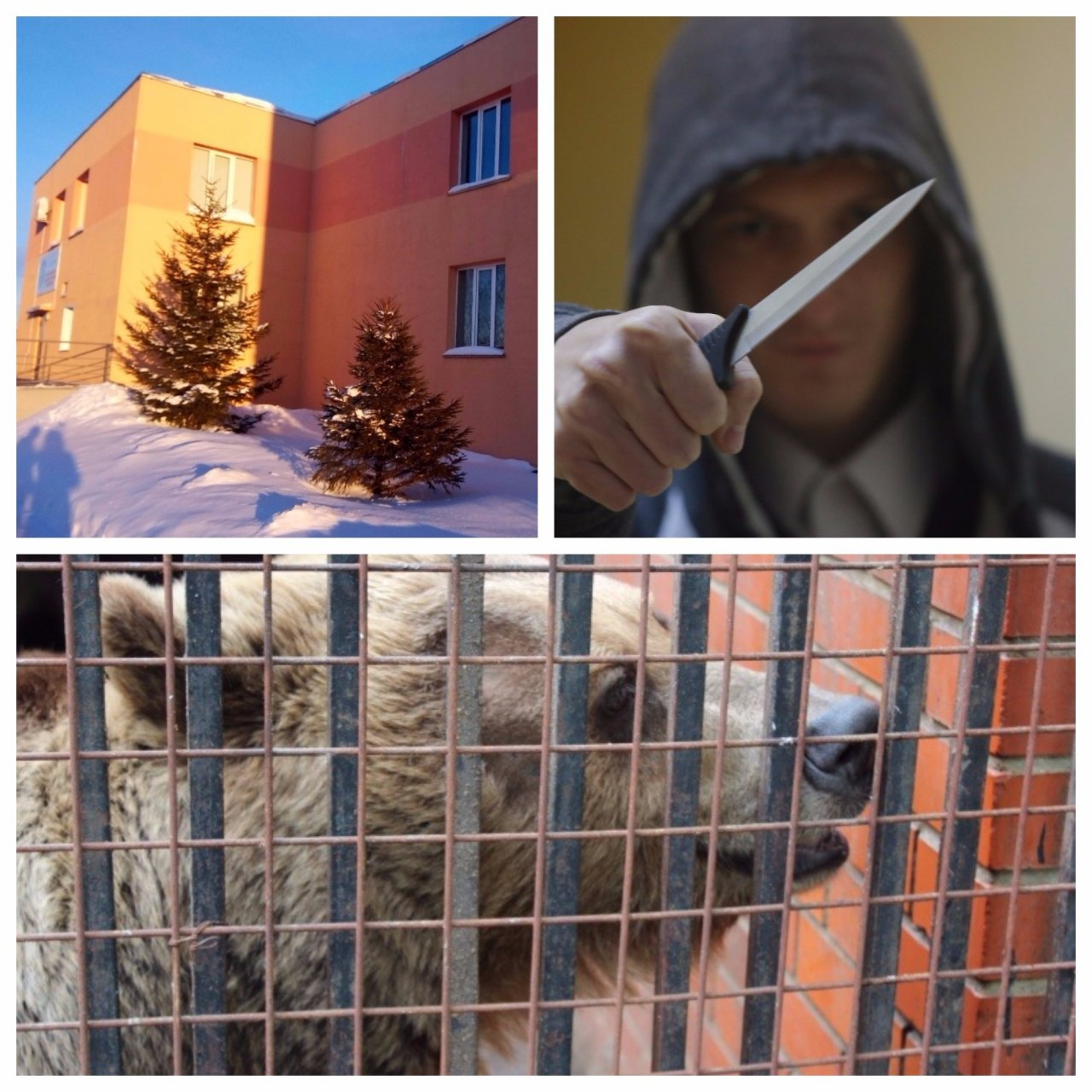 Мордовия за день: нападение на горожанку, пополнение в зоопарке и ремонт в инфекционной больнице