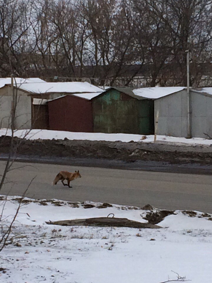 В Саранске возле жилых домов гуляет лиса