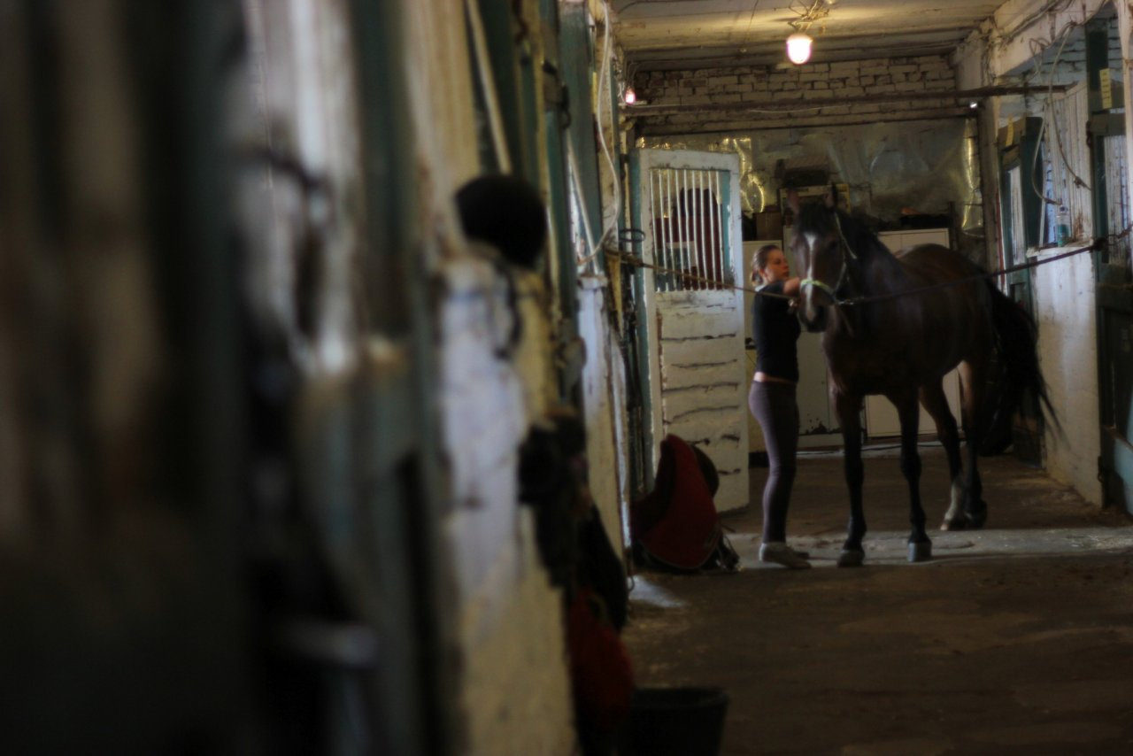 В Мордовии цыган похитил трех лошадей с фермы 