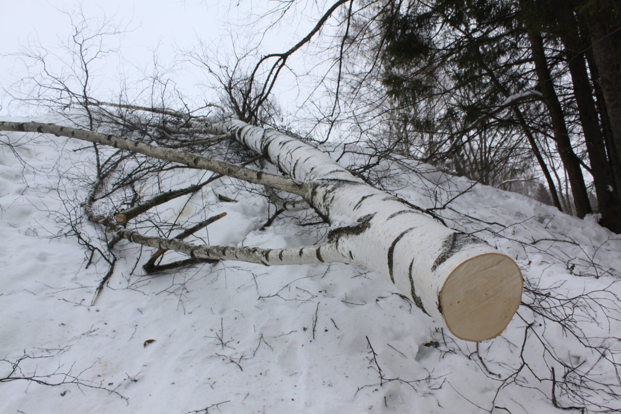 Житель Саранска потерял более 60 тысяч рублей при покупке древесины