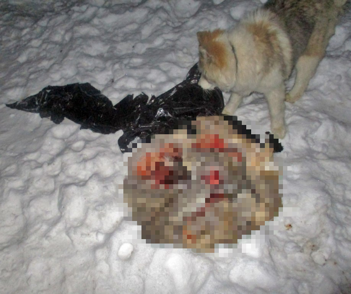 В Мордовии задержан браконьер, который убил косулю