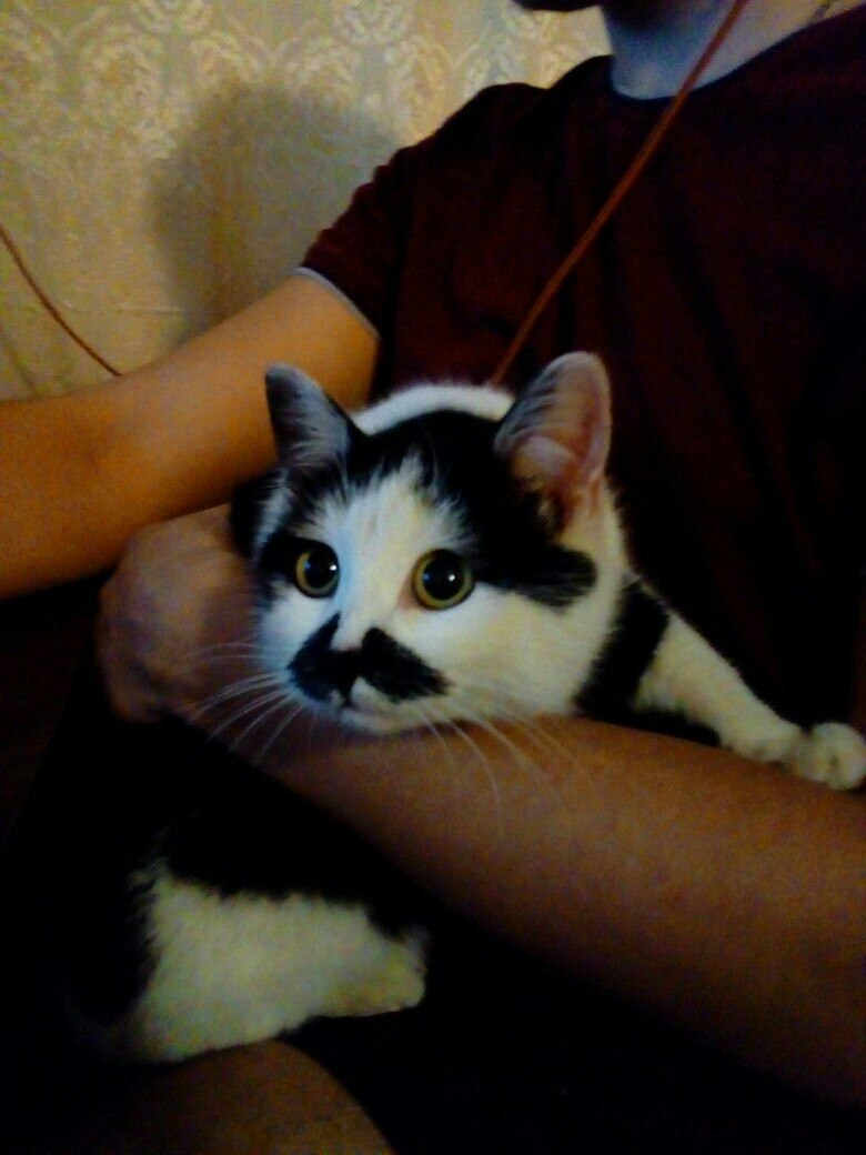 Забери меня домой: в Саранске бездомные животные ищут заботливых хозяев