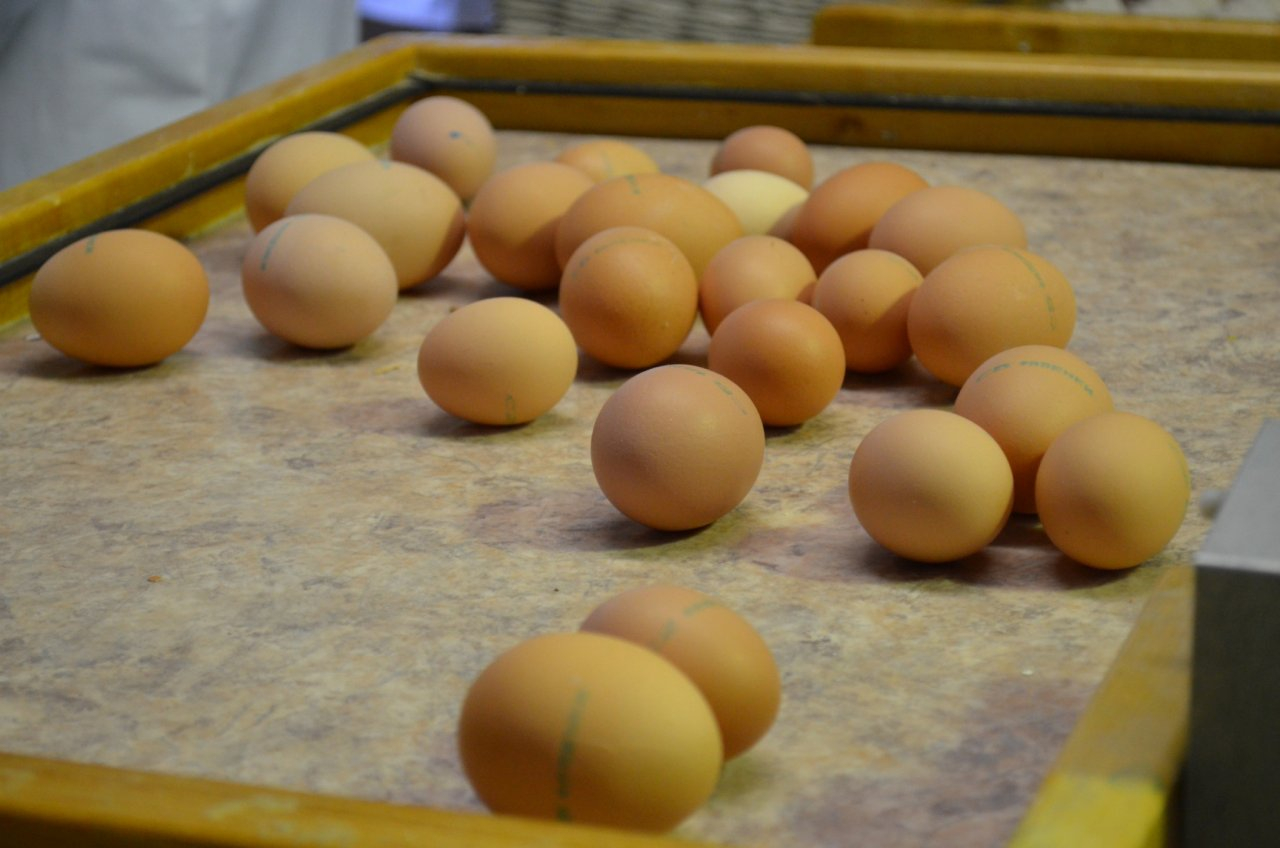 Воспитанники детского сада в Шушарах отравились яйцами из Мордовии 
