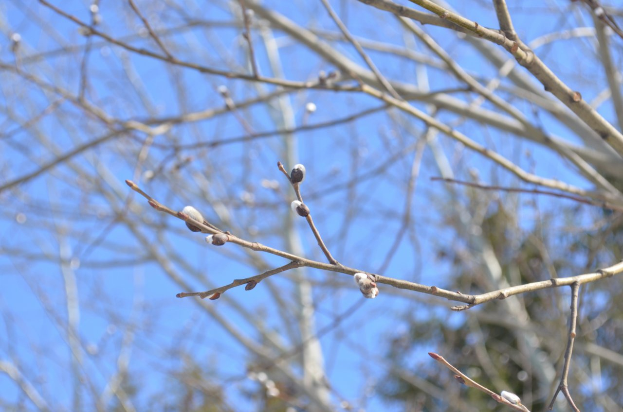 Что ждать жителям Саранска от погоды в понедельник?