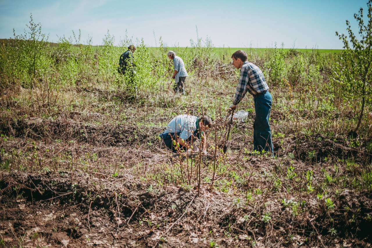 В Мордовии на месте сгоревшего леса высадили 10 тысяч сеянцев сосны