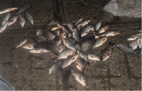 Двоим жителям Мордовии грозит пять лет неволи за рыбалку сетями
