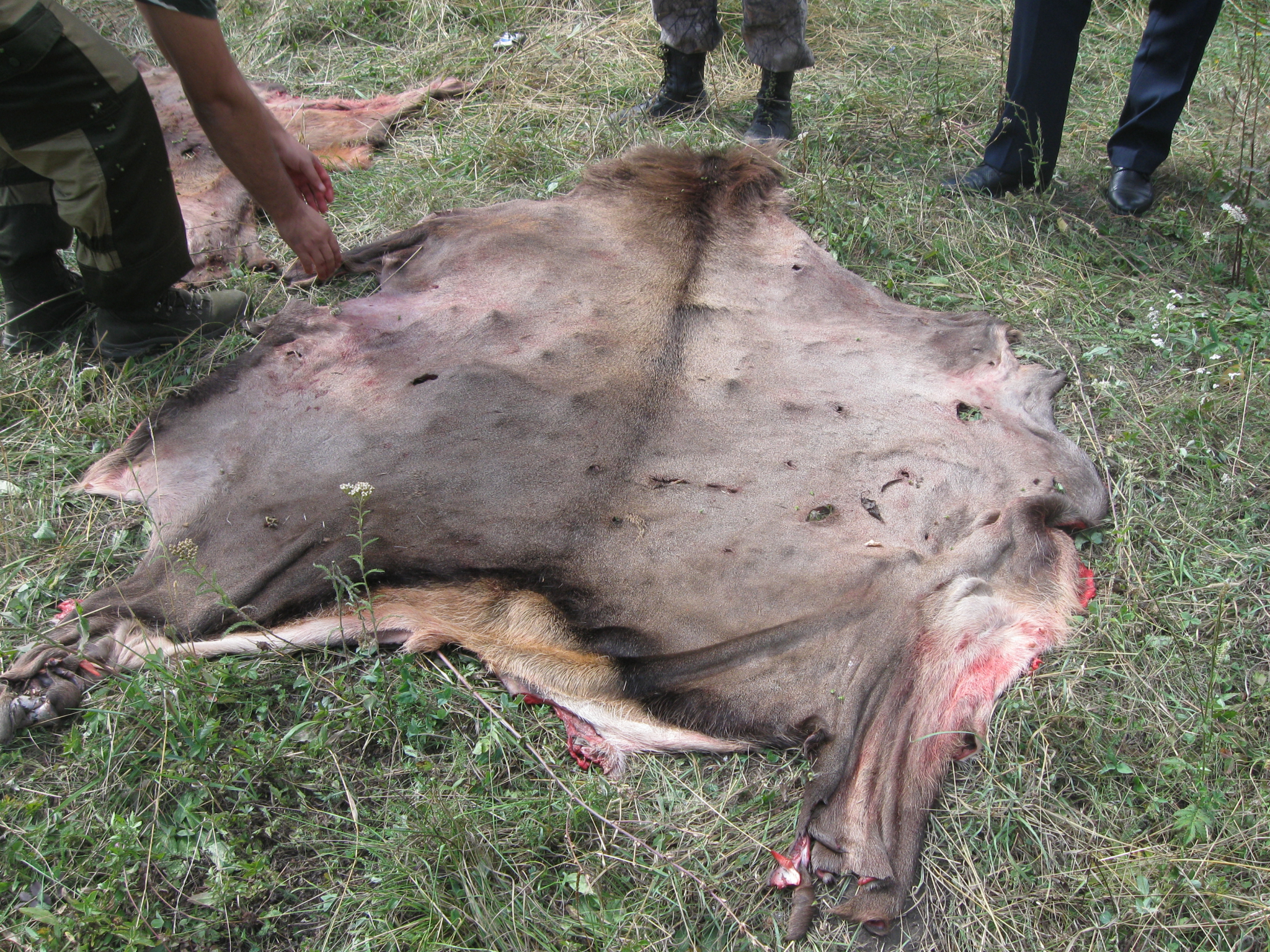 В Мордовии браконьеры убили трех самок краснокнижного благородного оленя
