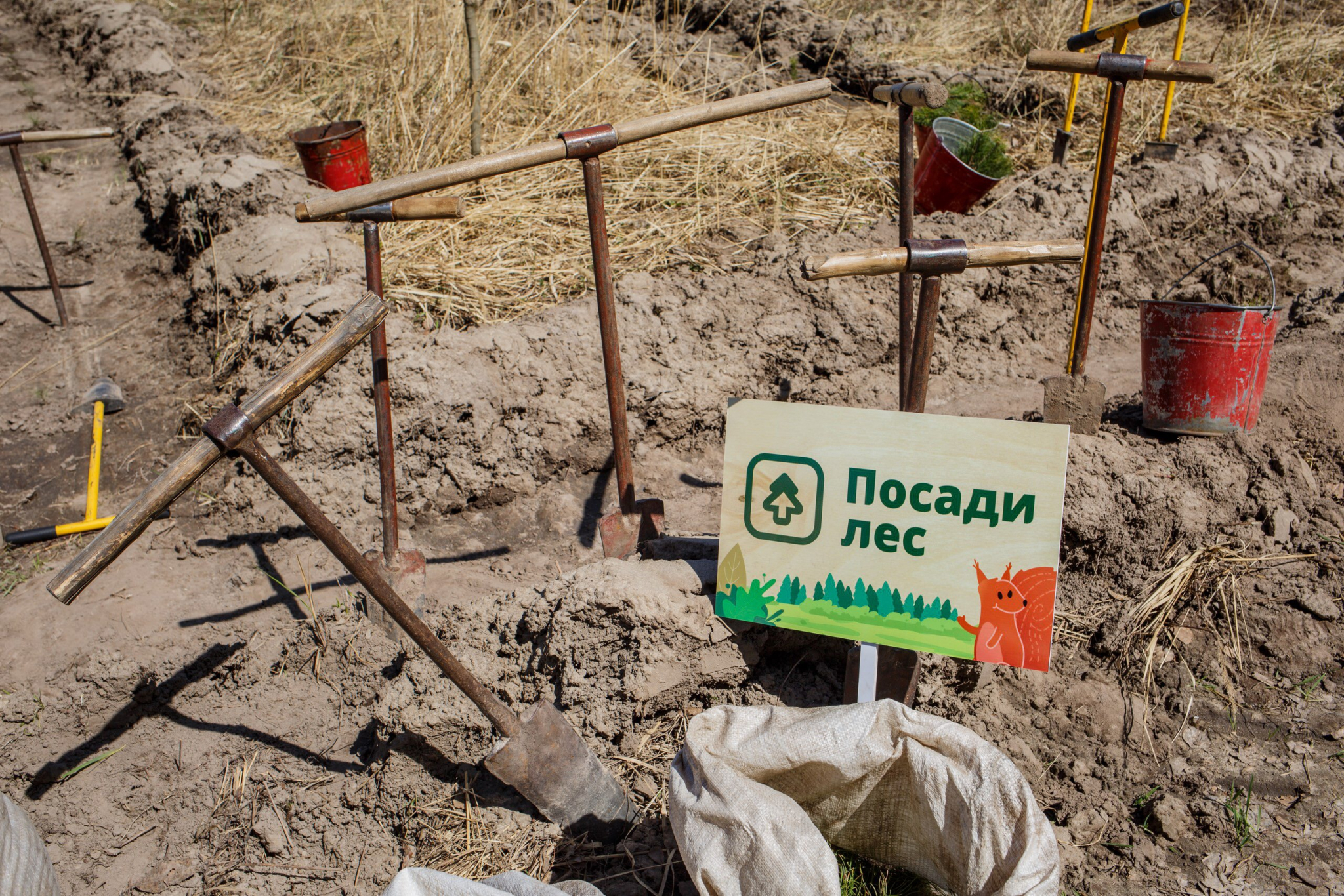 В Мордовии высадят 22 тысячи саженцев сосны