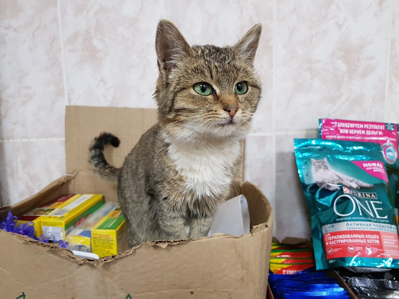 В Саранске дали отопление в приюте для безнадзорных животных