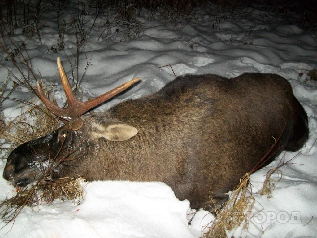 В Мордовии поймали браконьера, который расстрелял лосиху