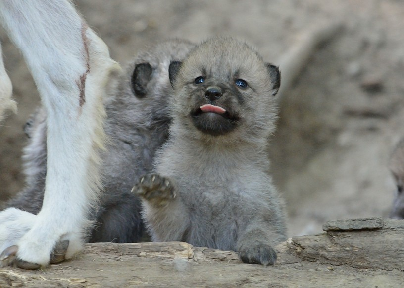 В зоопарке Саранске родились волчата