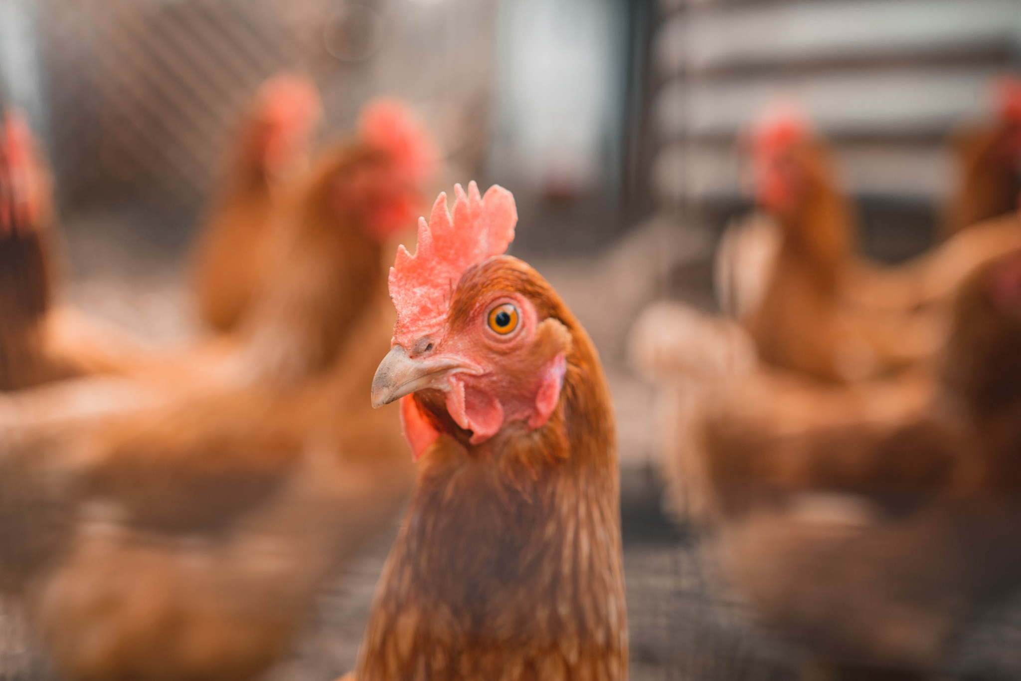 Птицеводческие предприятия Мордовии вошли в ТОП-20 по производству мяса птицы