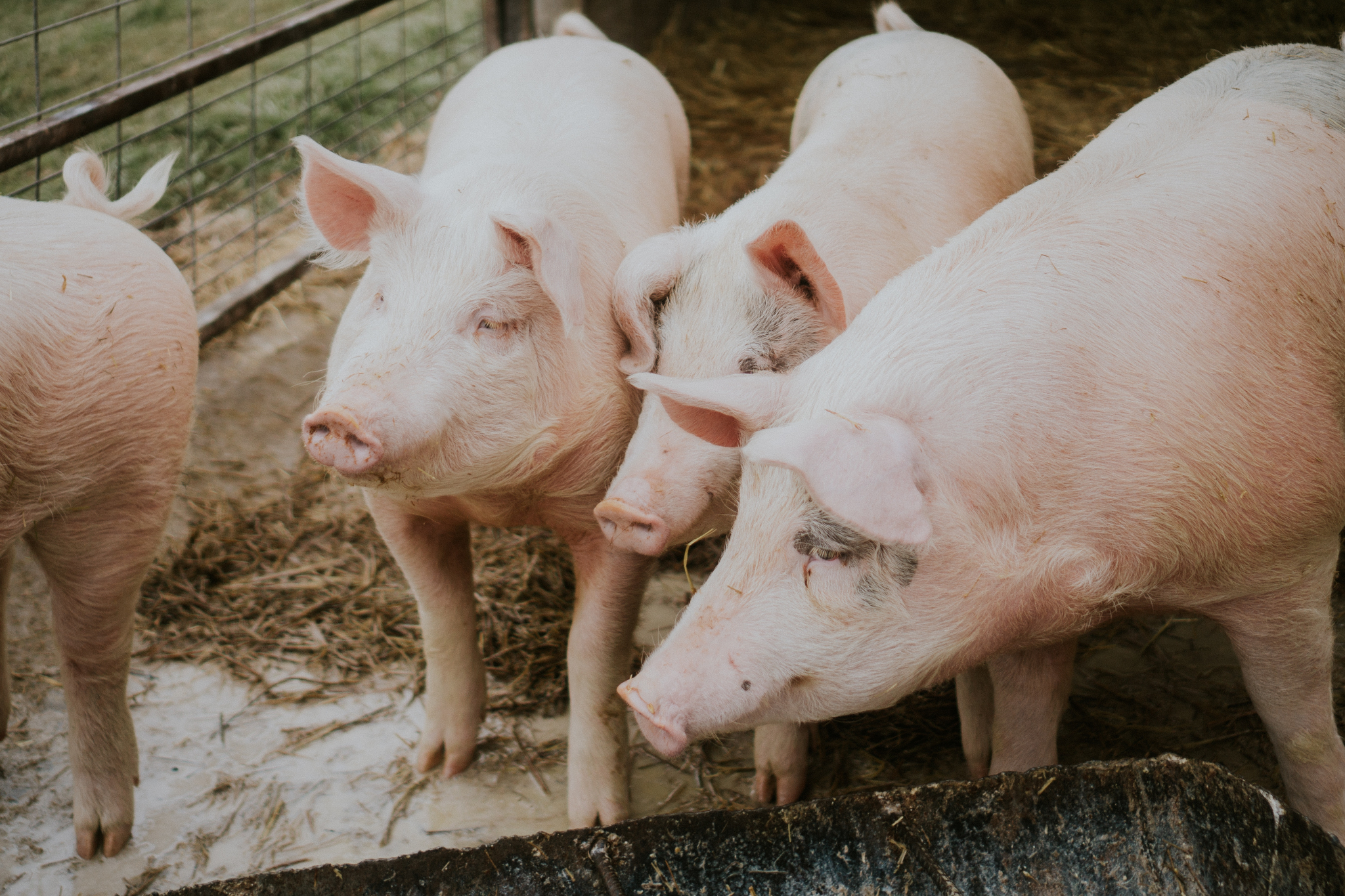 Мэр Саранска: «Центр города – не место для содержания свиней»