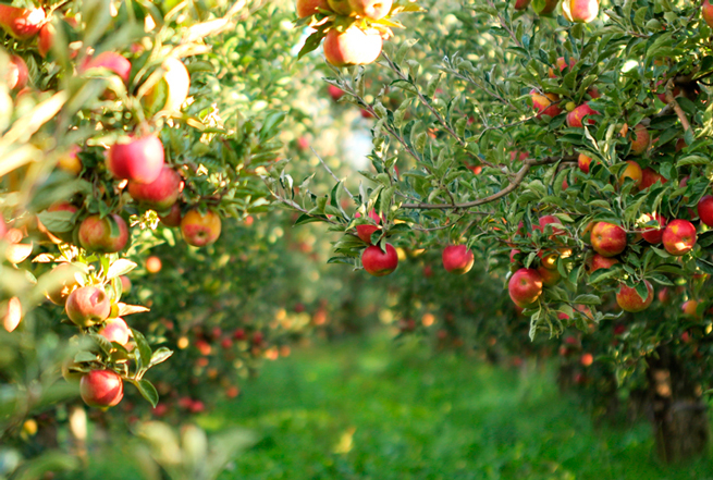 Свыше 900 млн рублей за 4 месяца 2019 года выделил Россельхозбанк на садоводство и виноградарство