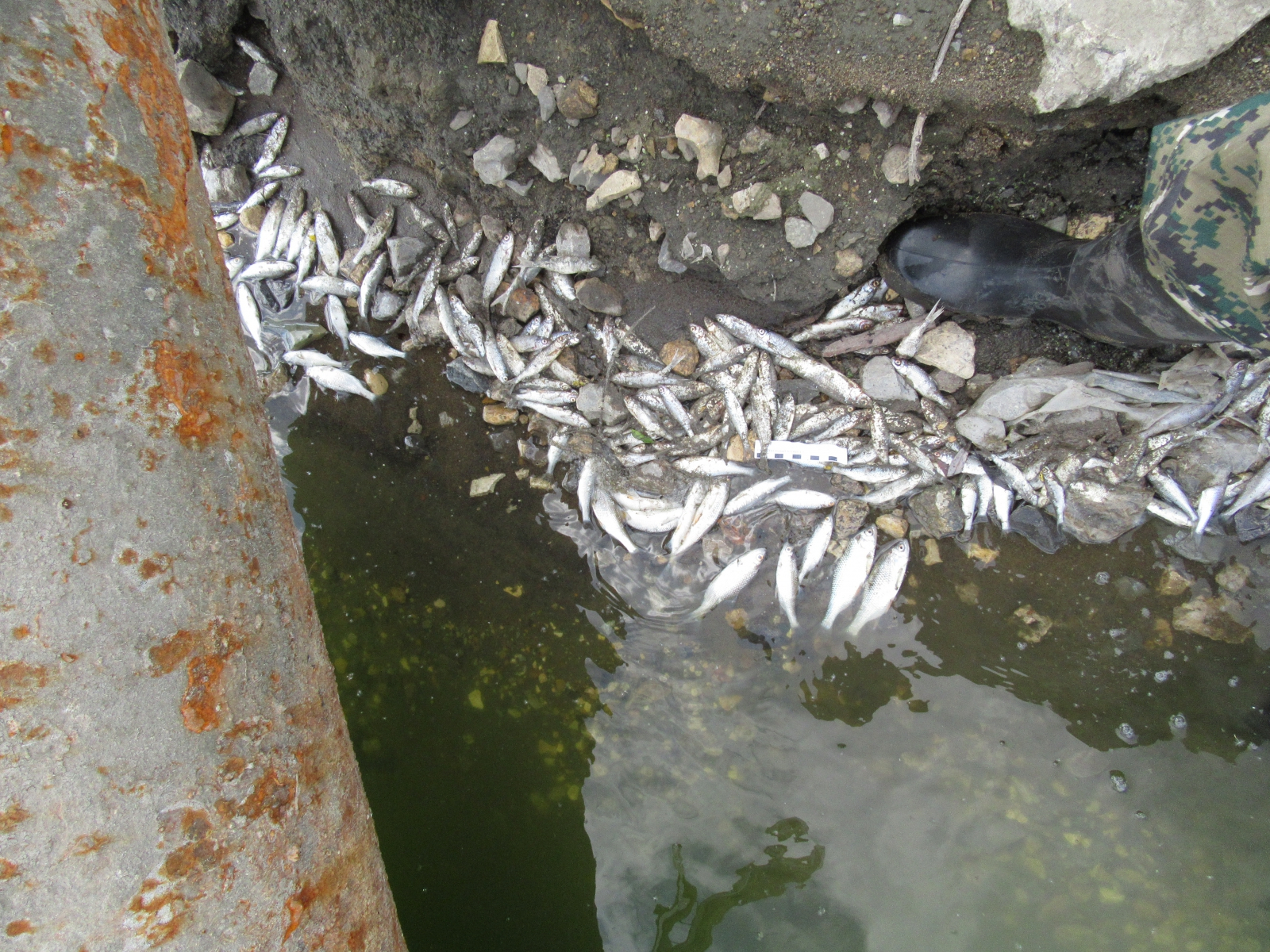 Массовая гибель рыбы в Саранске: Следственный комитет проводит проверку