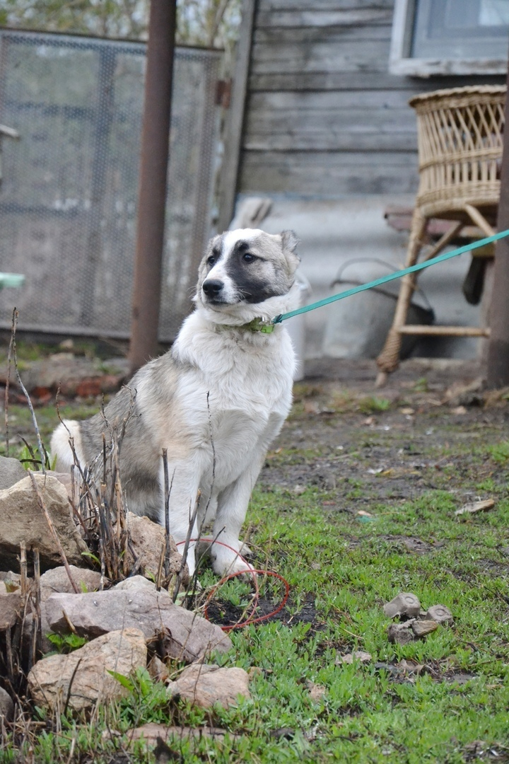 Забери меня домой: в Саранске бездомные животные ищут заботливых хозяев