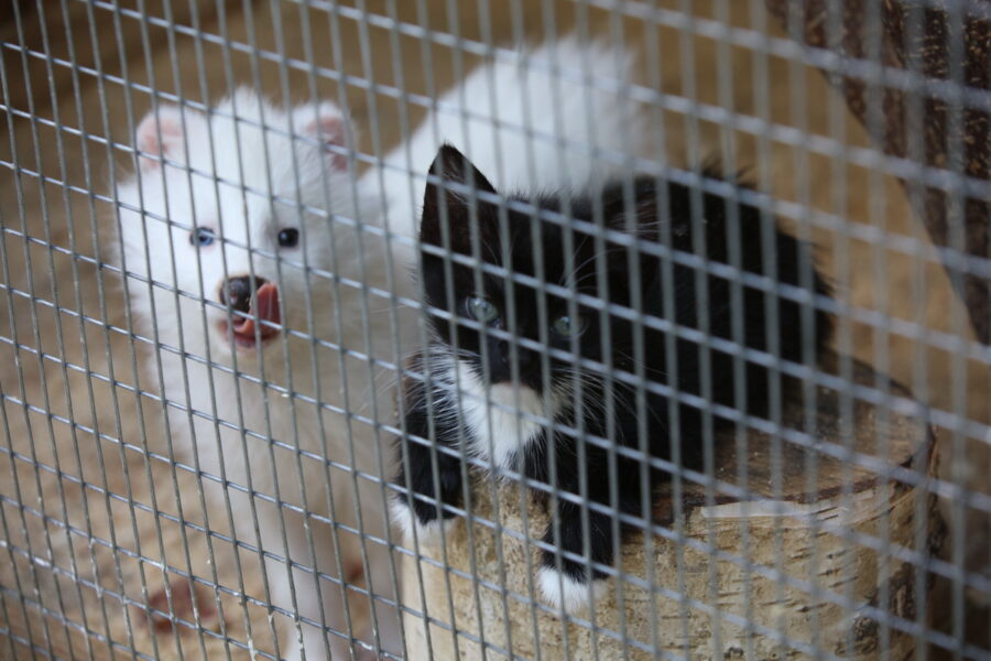 В зоопарке Саранска кошка спасла от голодной смерти детенышей енотовидных собак