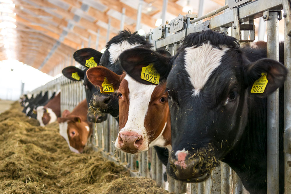 Россельхозбанк поддержал строительство крупнейшего в стране молочного комплекса полного цикла