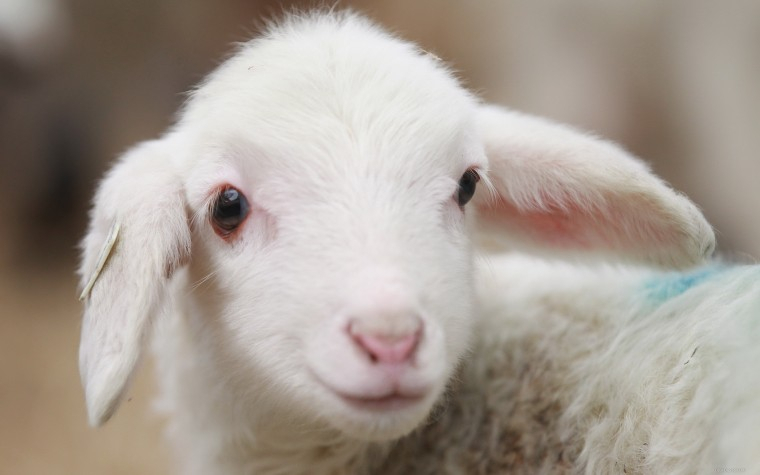 В Мордовии нашли похищенную овцу