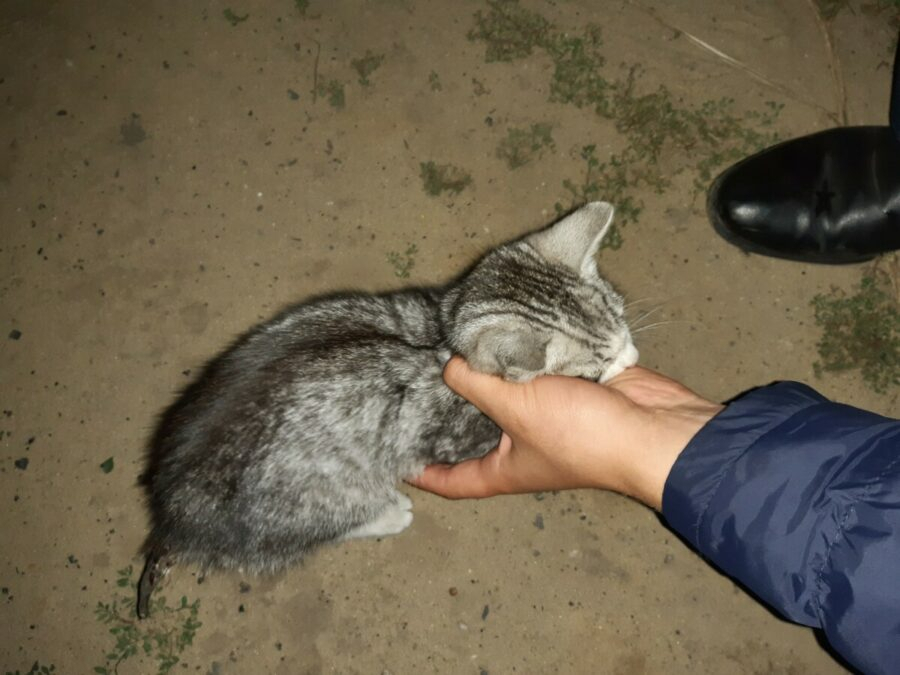 В Мордовии неизвестные пытались сжечь котенка