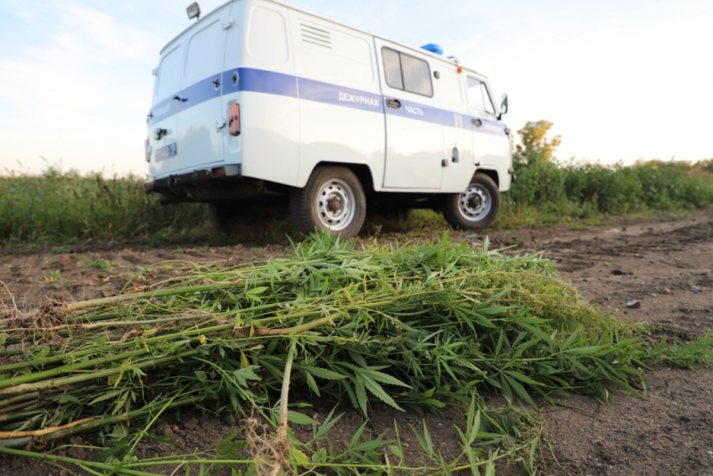 Полицейские Саранска нашли плантацию дикорастущей конопли