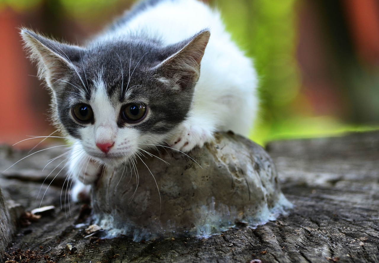 Забери меня домой: в Саранске бездомные животные ищут заботливых хозяев