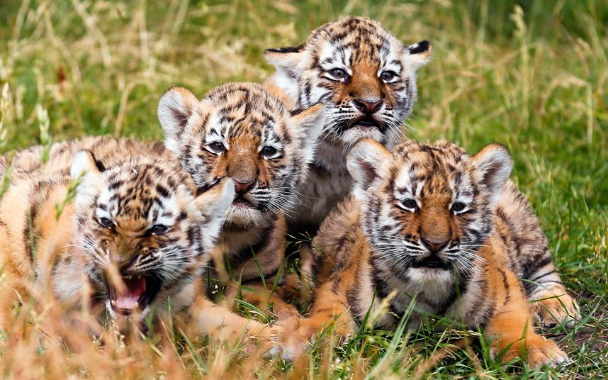 В 2019 году Россельхозбанк перечислил более 10 млн рублей на проекты по защите амурского тигра
