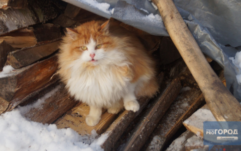В Мордовии зафиксированы случаи бешенства среди кошек