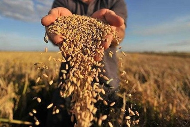 Россельхозбанк и НИУ ВШЭ представили обзор глобальных трендов зернового рынка