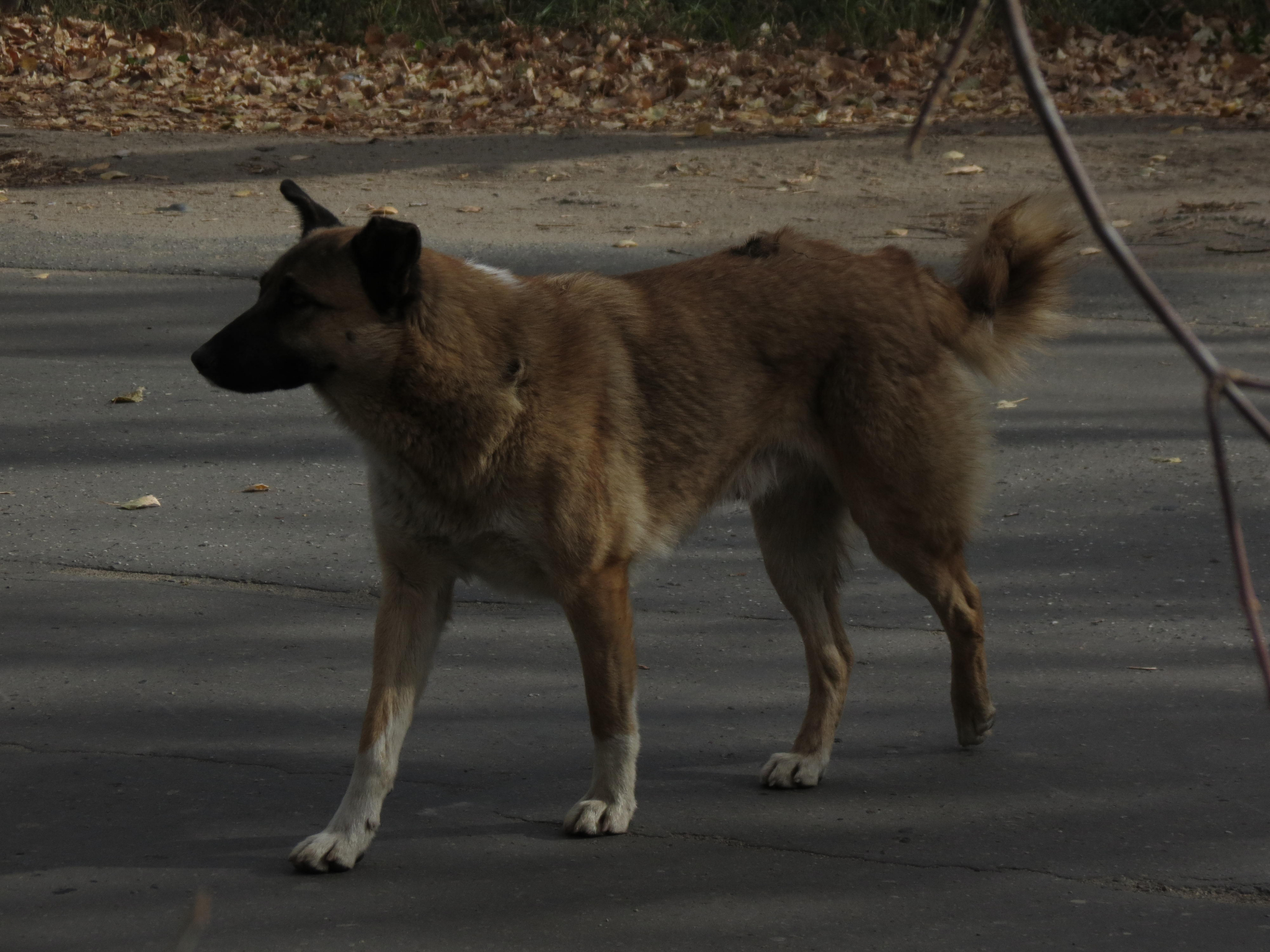 В Мордовии выявили бешенство у собаки