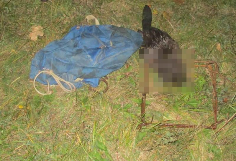 В Мордовии будут судить браконьера, убившего бобра