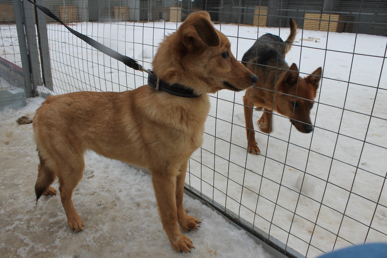 Акция «Снежный гав»: жителей Саранска просят помочь приюту для безнадзорных животных