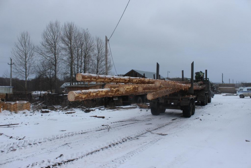 В Мордовии лесоруба придавило деревом: мужчине грозит уголовное дело