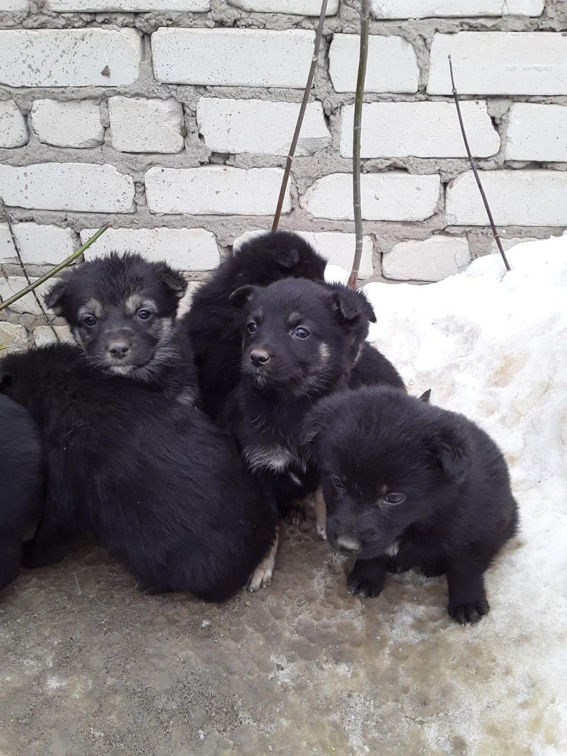 Забери меня домой: в Саранске бездомные животные ищут заботливых хозяев
