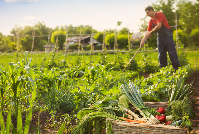 Россельхозбанк в 1,2 раза увеличил кредитование сезонных работ