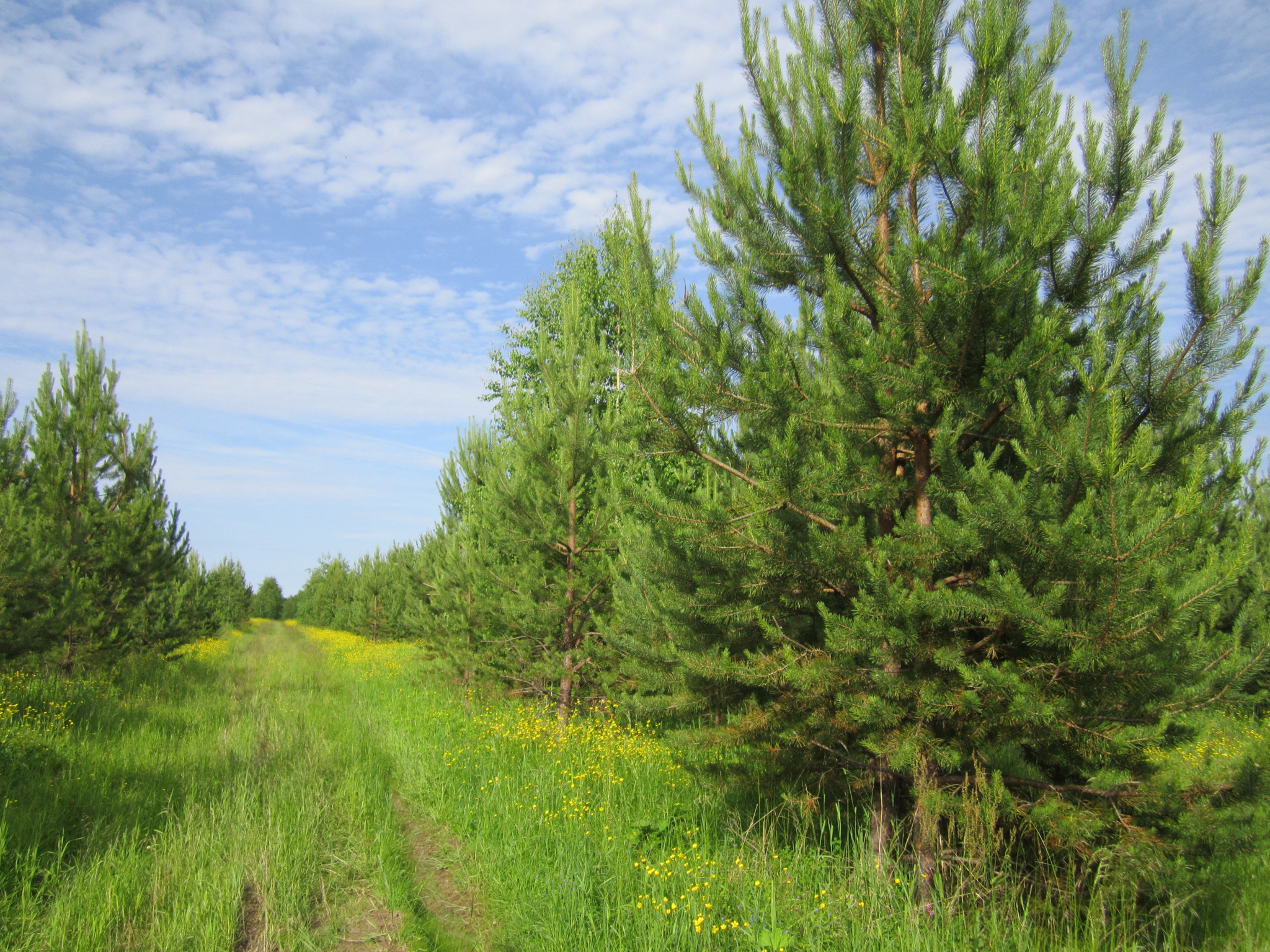 Житель Саранска разгуливал по лесу с запрещенным веществом