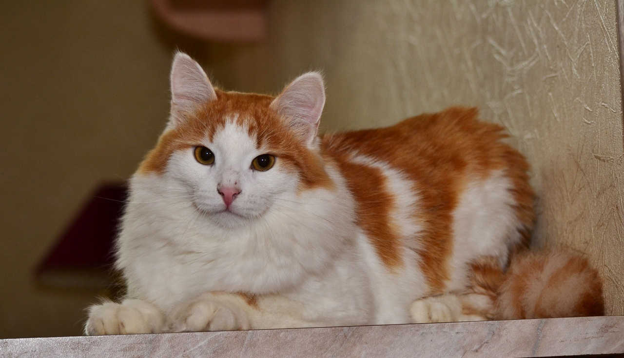 Забери меня домой: в Саранске бездомные животные ищут заботливых хозяев