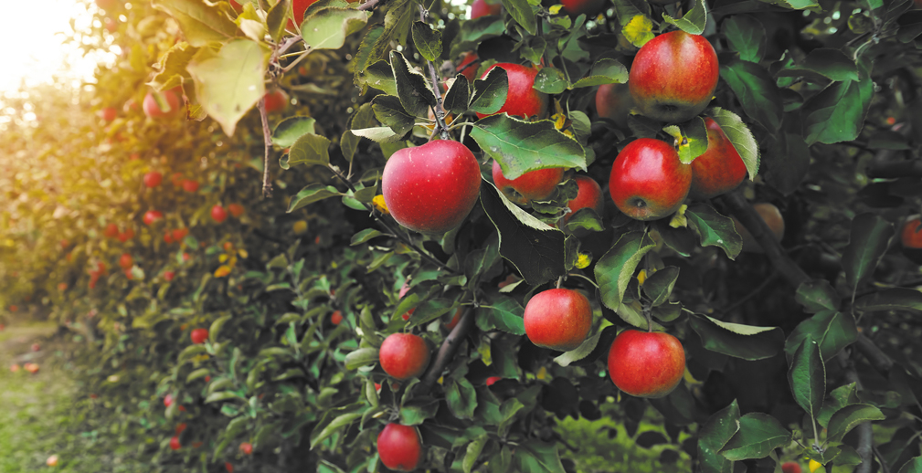 По прогнозам Центра отраслевой экспертизы РСХБ, производство яблок в России к 2024 г. вырастет в 2 раза и превысит 1,2 млн тонн