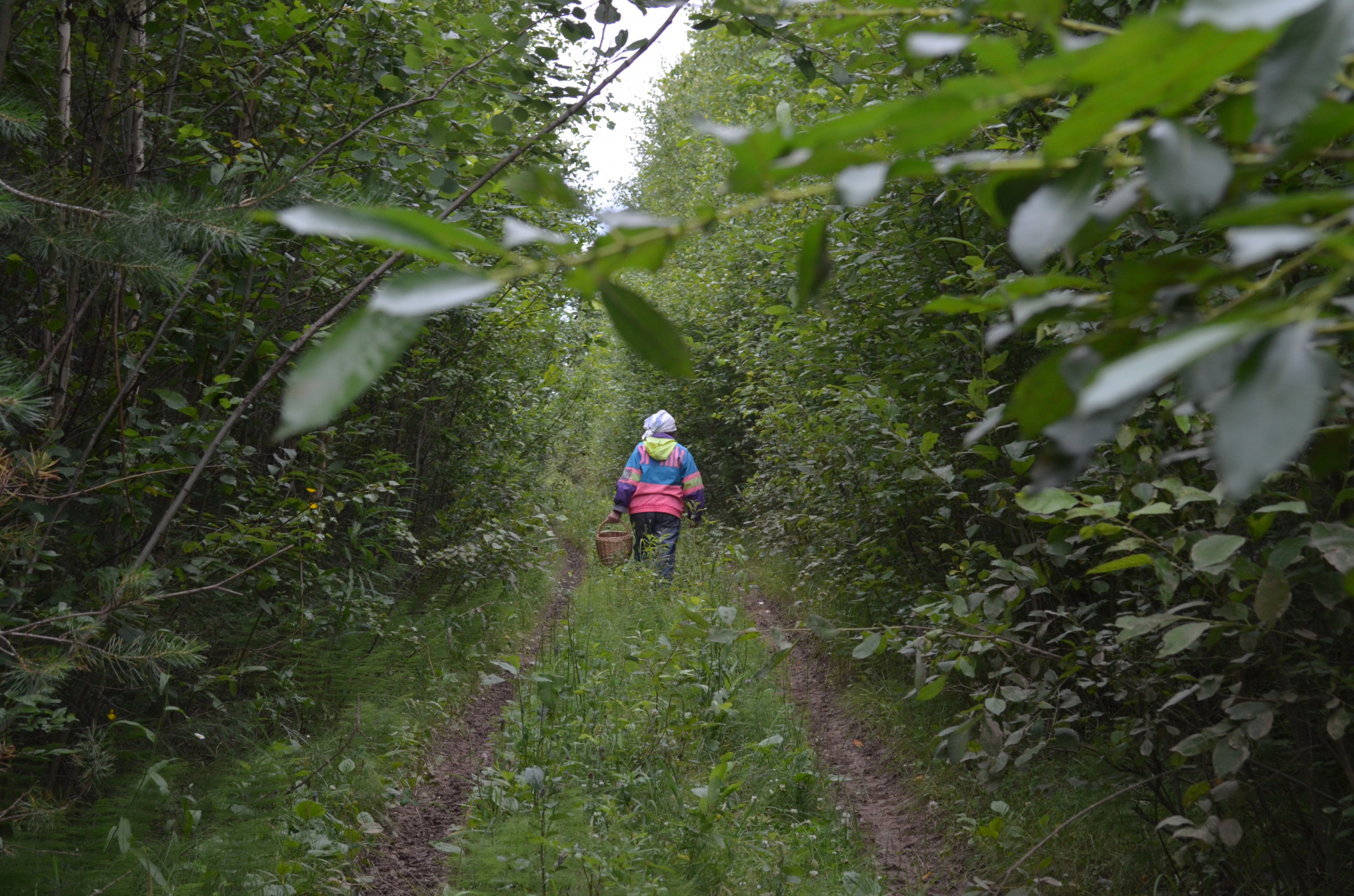 В Мордовии пенсионерка ушла в лес за грибами и заблудилась