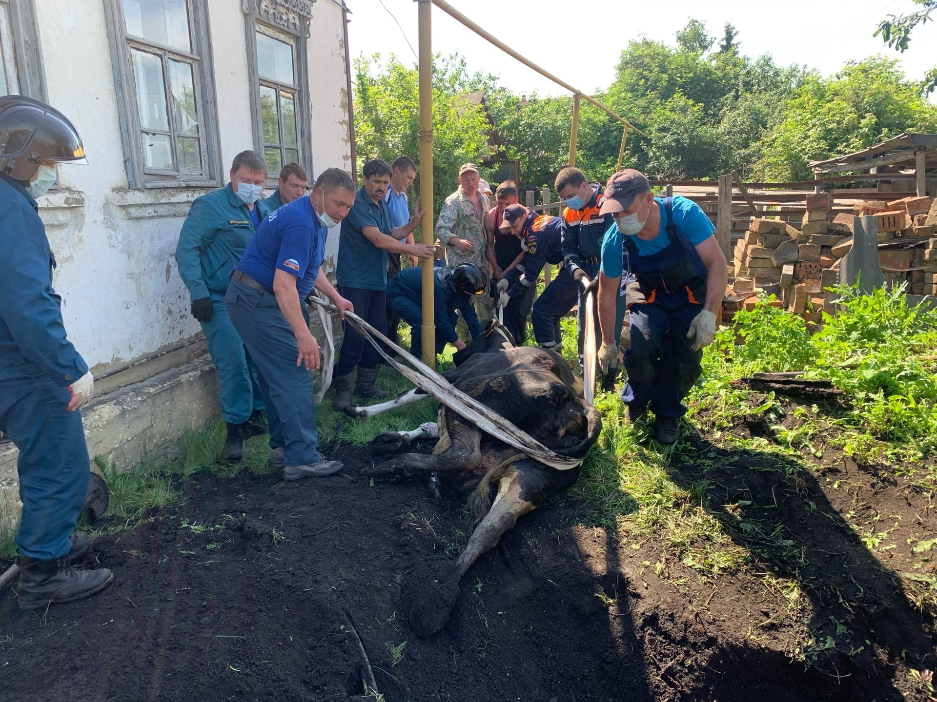В Мордовии спасатели помогли упавшей в яму корове