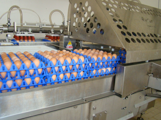 Модернизация завода по производству яичной продукции в Рузаевке завершится к концу года