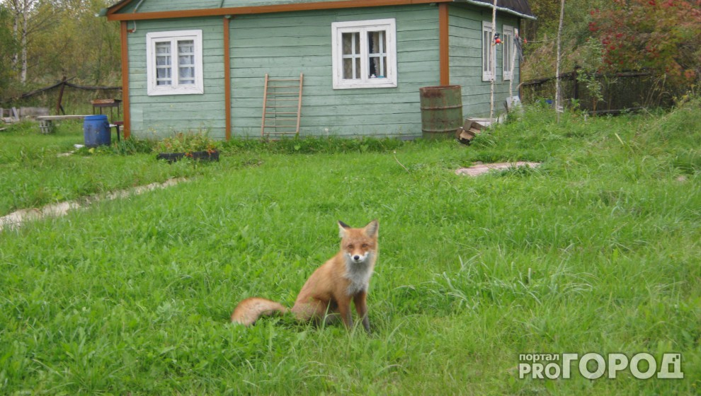 В Мордовии лисы совершают набеги на жилища горожан