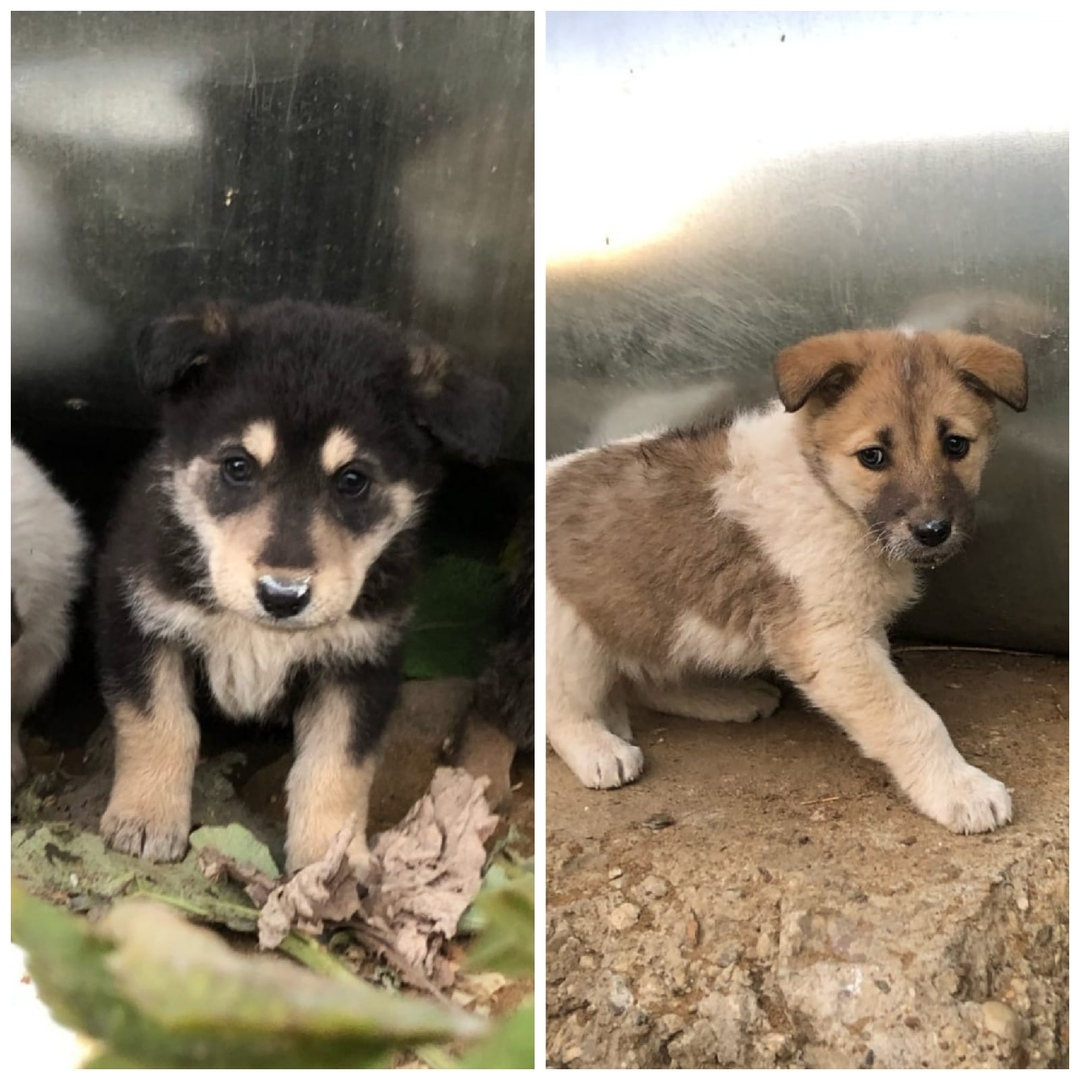 Забери меня домой: в Саранске бездомные животные ищут заботливых хозяев