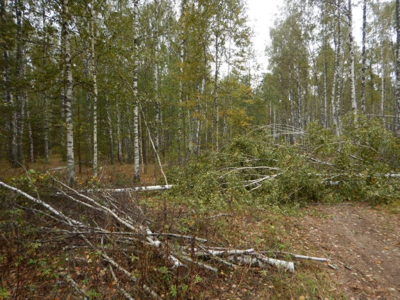 В Мордовии «черный лесоруб» вырубил лес на 170 тысяч рублей