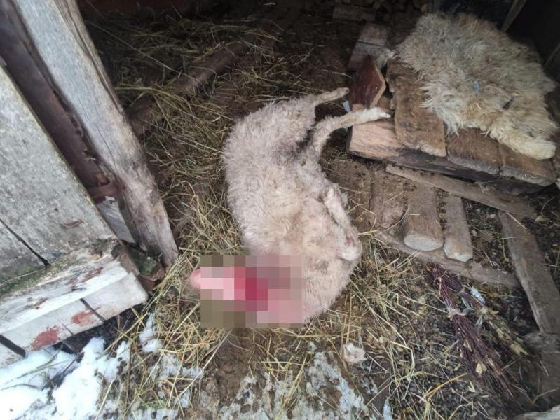 Пьяный житель Мордовии украл у односельчанки овцу
